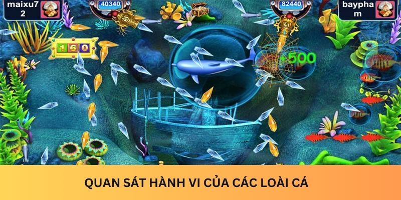 Quan sát hành vi của các loài cá