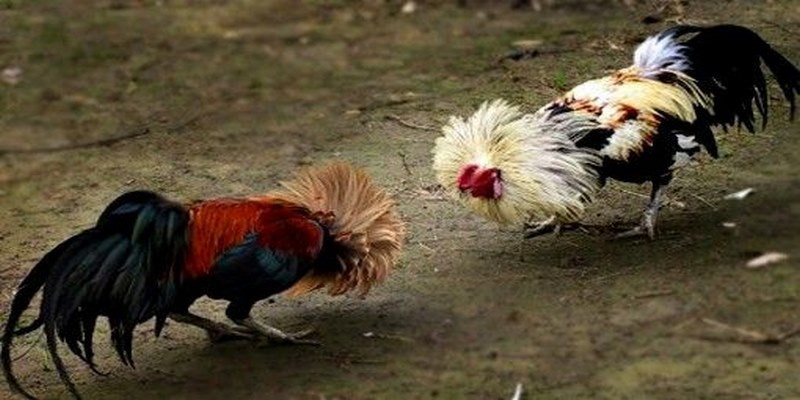 Quy định và luật chơi đá gà cựa sắt