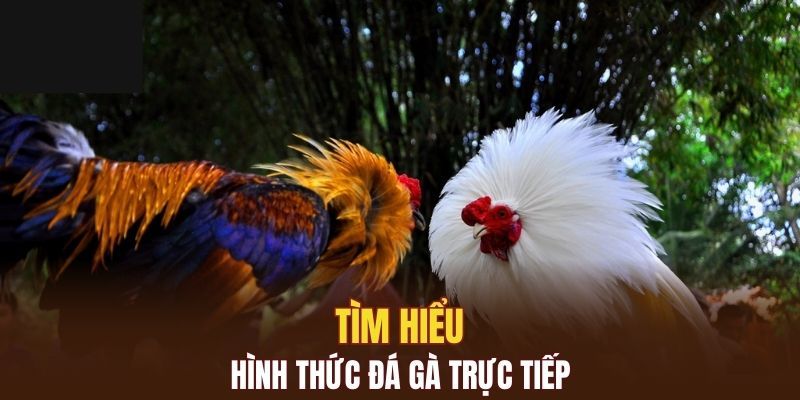Các loại hình đá gà trực tiếp hấp dẫn tại Onbet