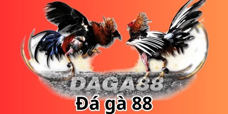Đá Gà 88 - Địa Chỉ Uy Tín, Chuyên Nghiệp Cho Mọi Tín Đồ
