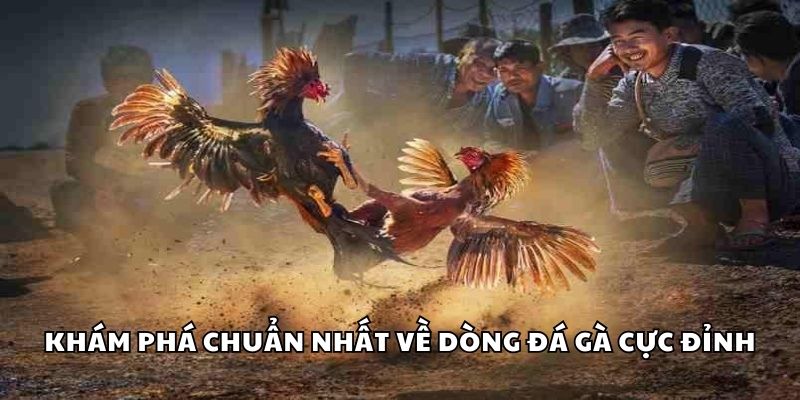 Đá Gà Cựa Sắt - Cháy Hết Mình Với Các Cuộc Đấu Kê Sinh Tử