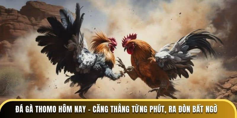 Đá Gà Thomo - Tổng Hợp Các Hình Thức Thú Vị Tại Onbet