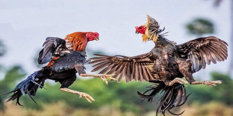 Hướng dẫn cách chơi đá gà trực tiếp tại Onbet