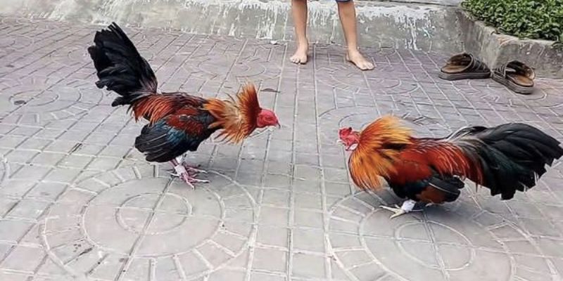 Khái quát về đá gà 88