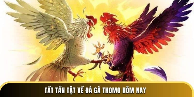 Giới thiệu sơ lược về game đá gà Thomo