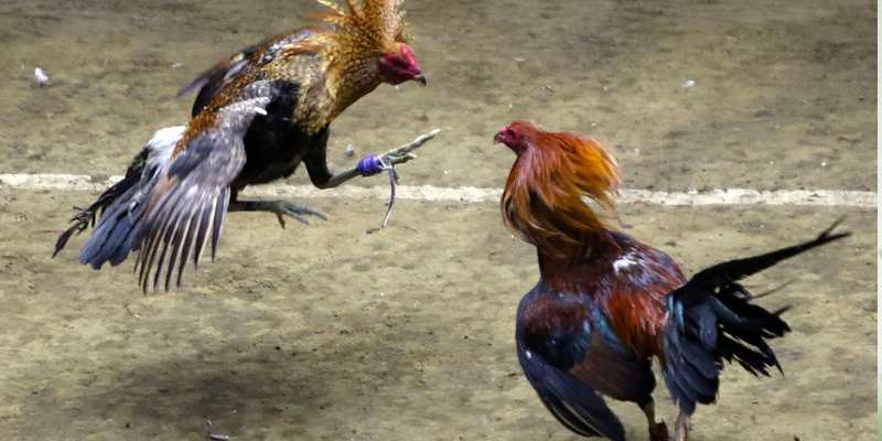 Khái quát về đá gà C2