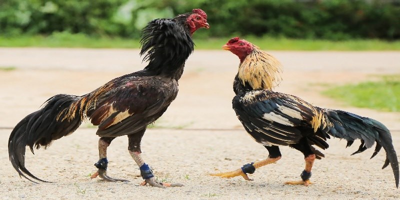 Cẩm nang chơi đá gà C2 thắng lợi vẻ vang