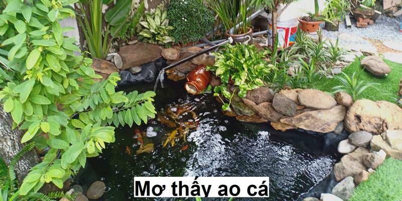Mơ thấy bên trong ao có rất nhiều cá