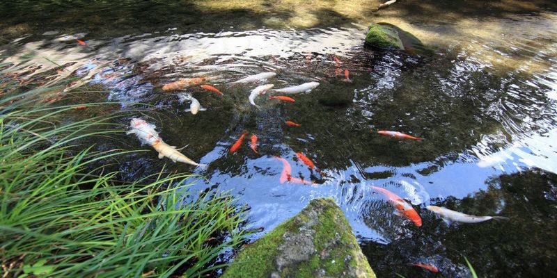 Nằm mơ thấy ao cá là điềm báo tốt hay xấu?