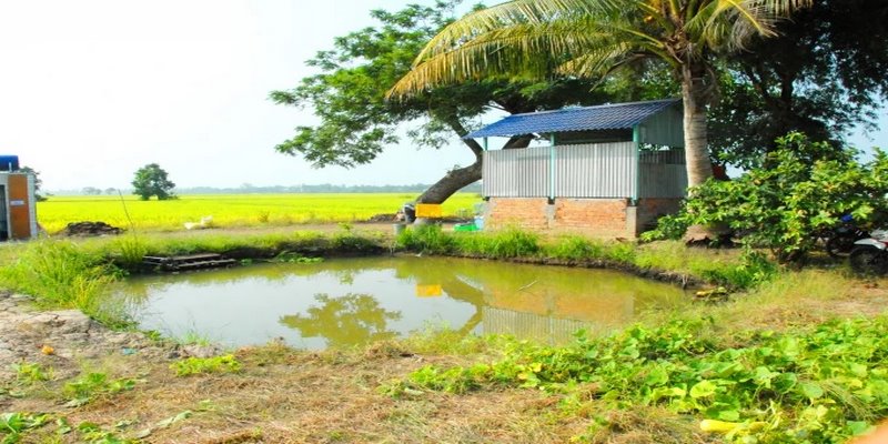 Mơ Thấy Ao Nước Nên Đánh Con Gì Để Trúng Lớn?