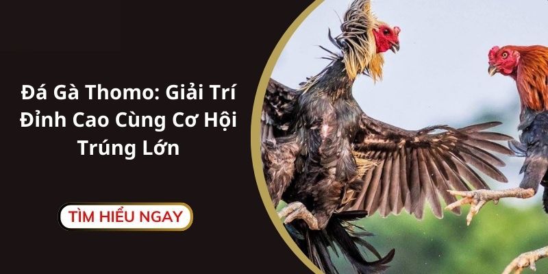 Cận cảnh từng trận đấu đá gà 