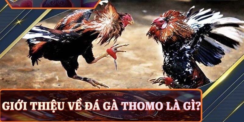Tìm hiểu về đá gà  truc tiep Thomo