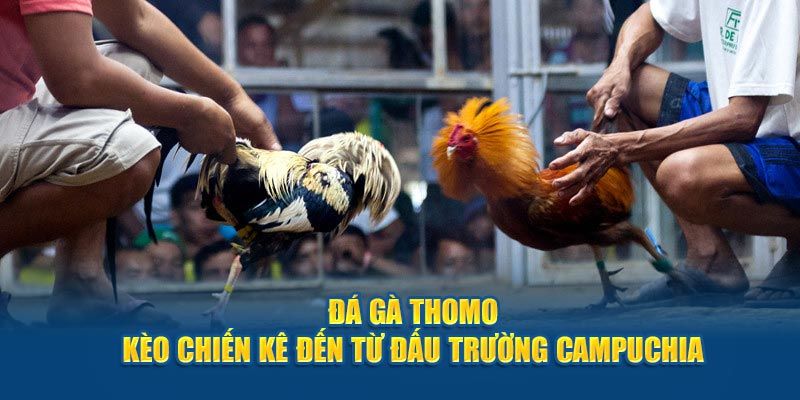 Truc Tiep Thomo - Top 5 Ưu Điểm Thu Hút Người Xem
