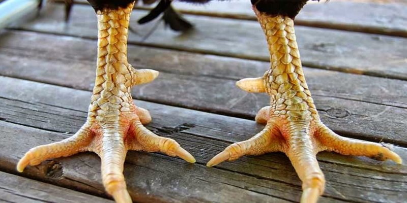 Vì sao cần nắm được cách xem vảy gà đá?