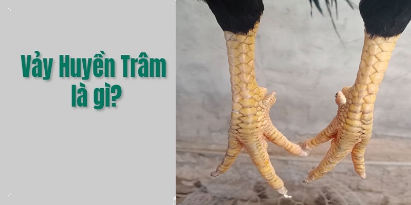 Vảy huyền trâm là gì
